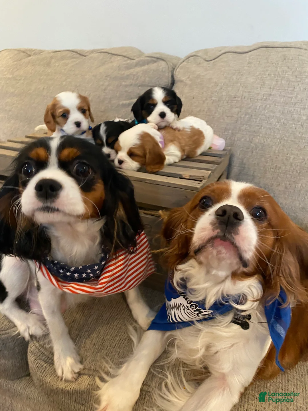 Cavalier King Charles Spaniel dogs for sale: Pistol Annie is looking for her GUARDIAN  - Ad 1