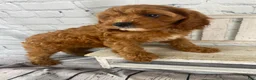 Cavapoo dogs for sale: Bella - Ad 4