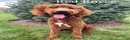 Goldendoodle dogs for sale: JYPSY - Ad 5