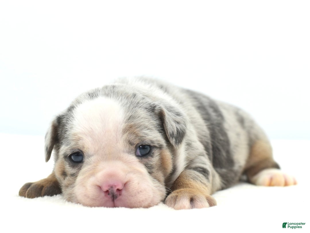 Mixed Breed dogs for sale: Aqua blue koi  - Ad 13