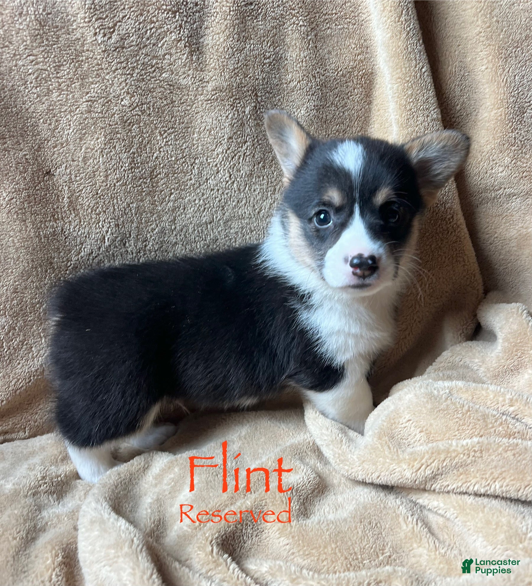 Welsh Corgi Pembroke dogs Flint - Ad 4