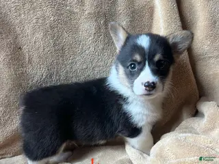 Welsh Corgi Pembroke dogs Flint - Ad 4