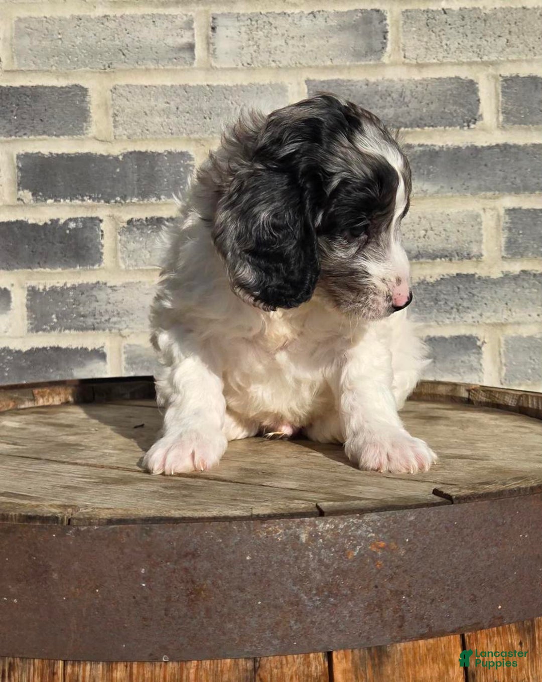 Mini Goldendoodle dogs for sale: Blaze - Ad 3