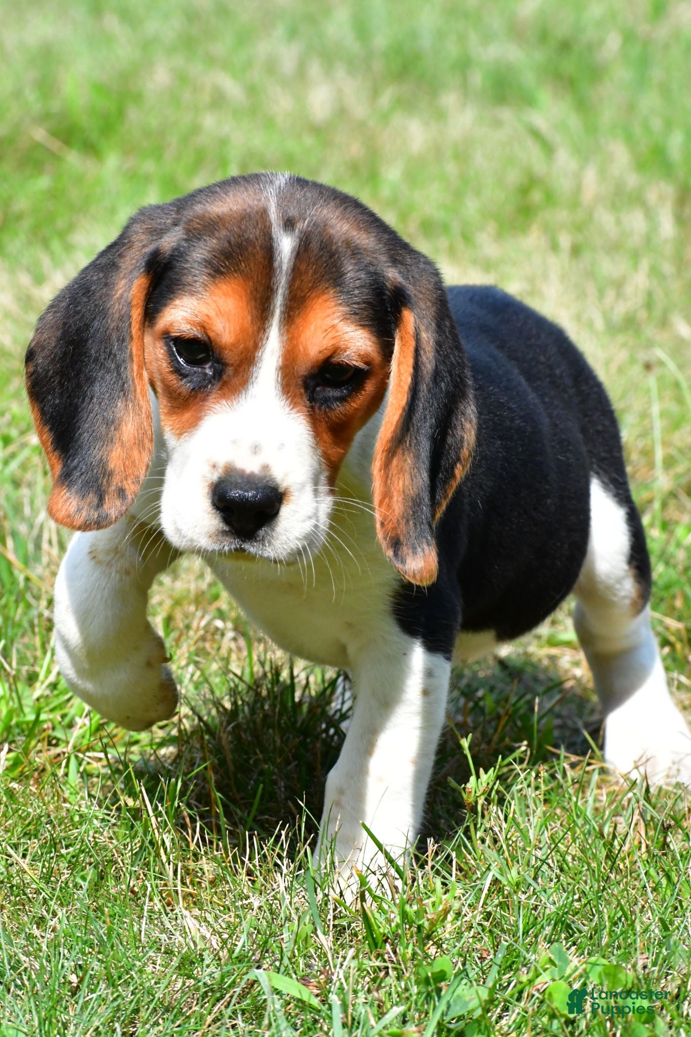 Beagle dogs Piper - Ad 2