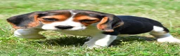 Beagle dogs for sale: Piper - Ad 2