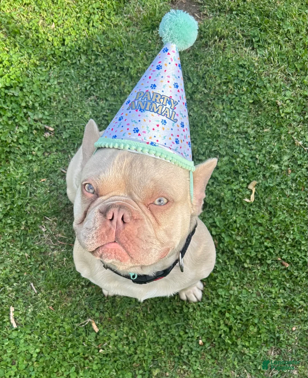 French Bulldog dogs for stud: Benny(stud) - Ad 1