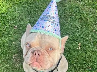 French Bulldog dogs Benny(stud) - Ad 8