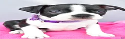 Boston Terrier dogs for sale: Sage - Ad 5