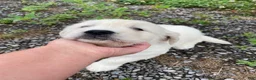 Golden Retriever dogs for sale: Dewey - Ad 9