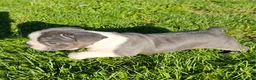 Mixed Breed dogs for sale: Slate - Ad 2