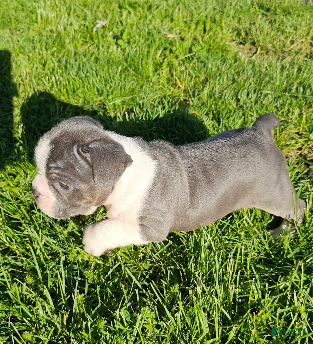 Mixed Breed dogs for sale: Slate - Ad 2