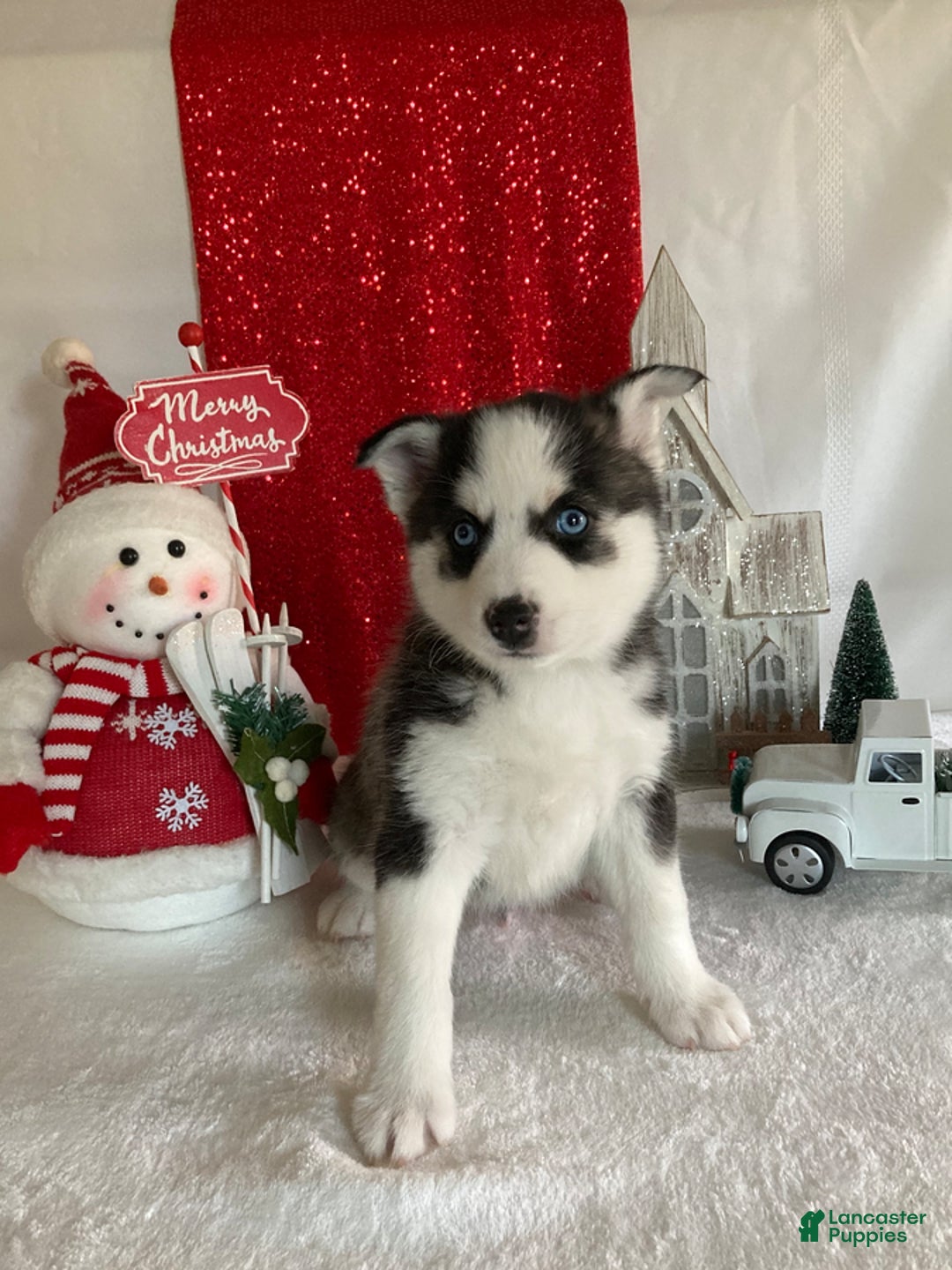 Pomsky dogs for sale: Marshmallow - Ad 3