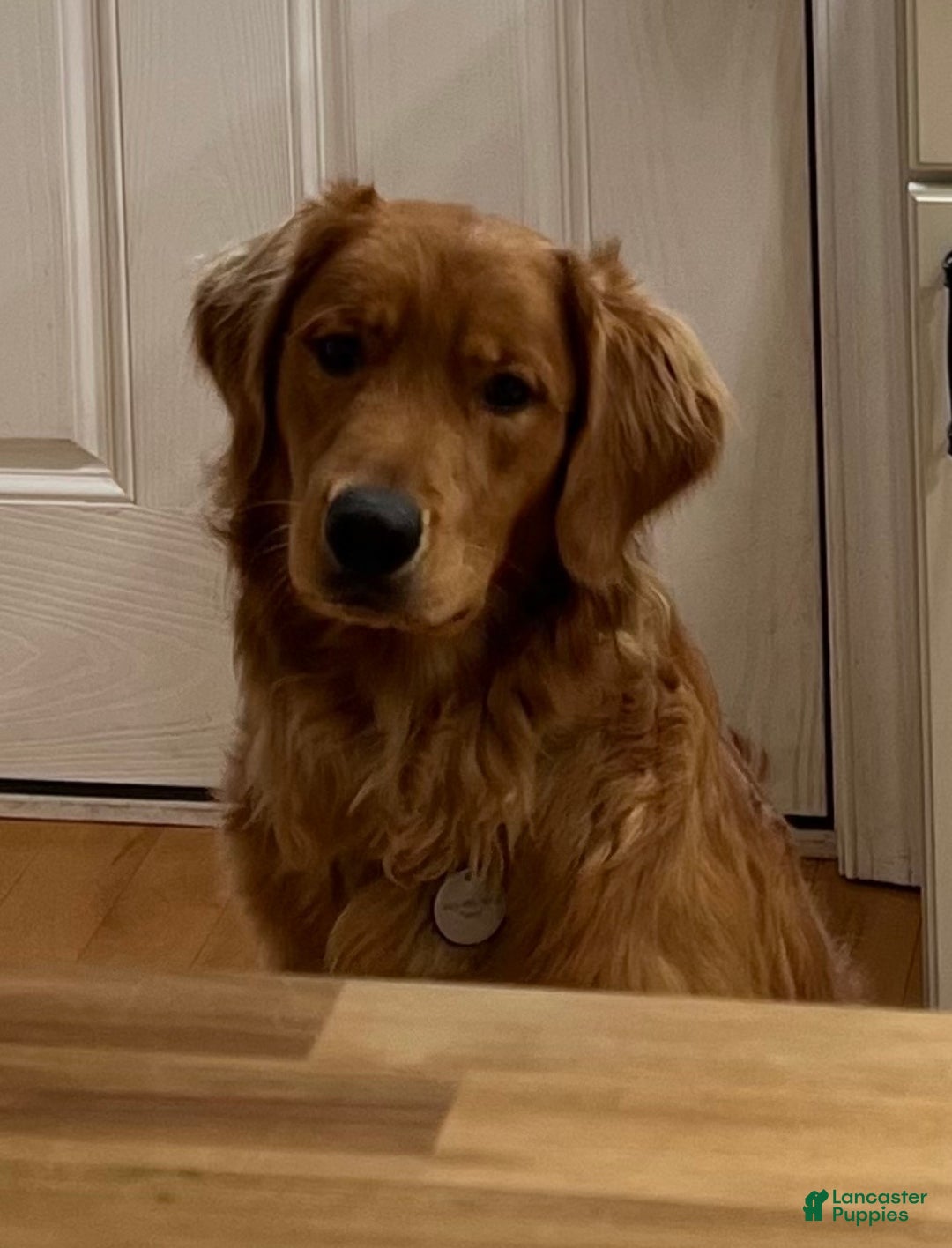 Golden Retriever dogs for stud: Golden Rays - Ad 4