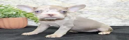 French Bulldog dogs for sale: Tina - Ad 3