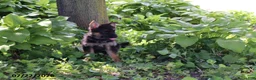 German Shepherd dogs for sale: Bill - Ad 2