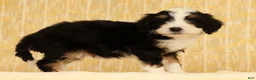 Mini Bernedoodle dogs for sale: Oscar - Ad 8