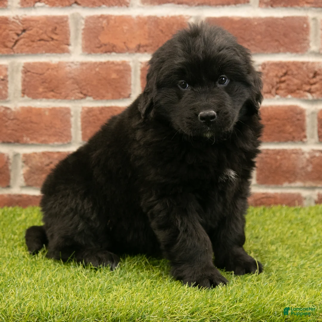Newfoundland dogs for sale: Betsy - Ad 1