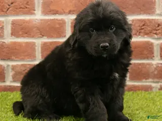 Newfoundland dogs Betsy - Ad 30