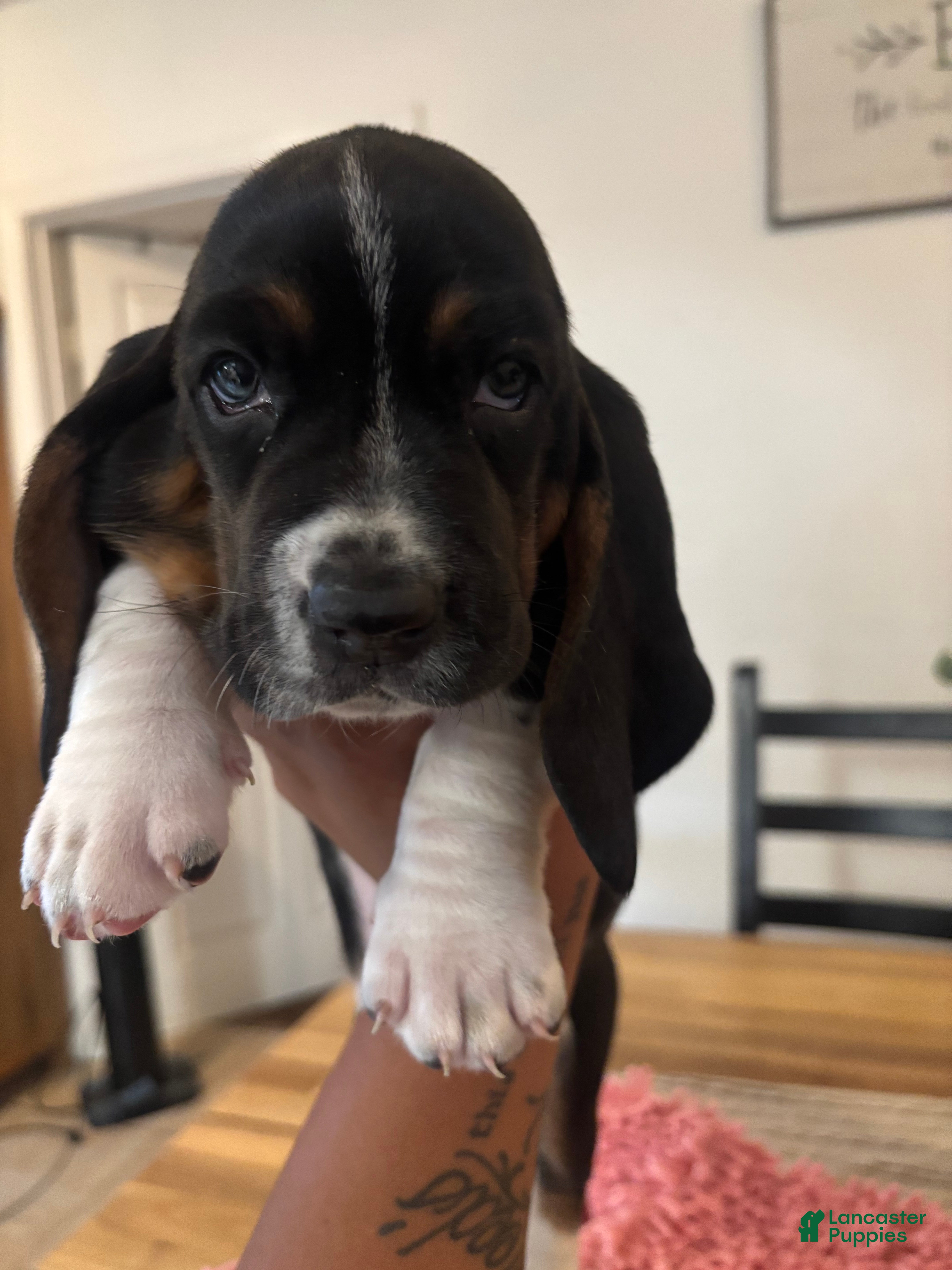 Basset Hound dogs Basset Hound 1 - Ad 17