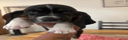 Basset Hound dogs for sale: Basset Hound 1 - Ad 1