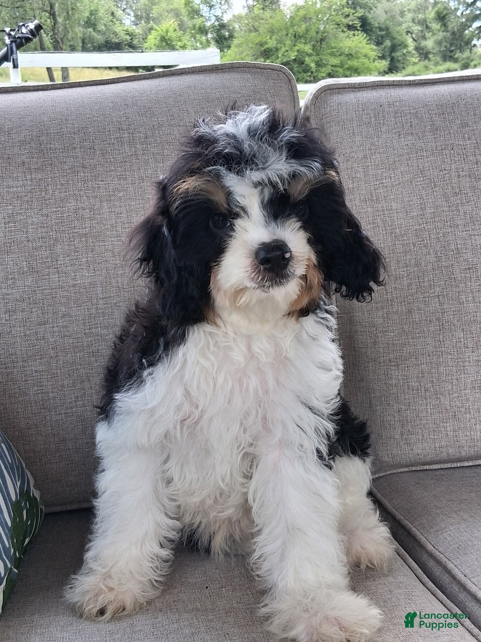 Cavapoo dogs Archie - Ad 1