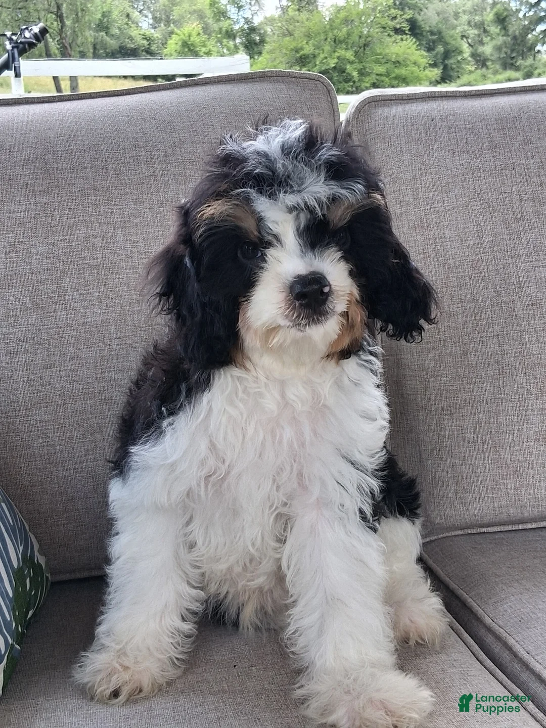 Cavapoo dogs for sale: Archie - Ad 1