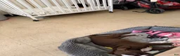 American Pit Bull Terrier dogs for sale: American Pit Bull Terrier 1 - Ad 25