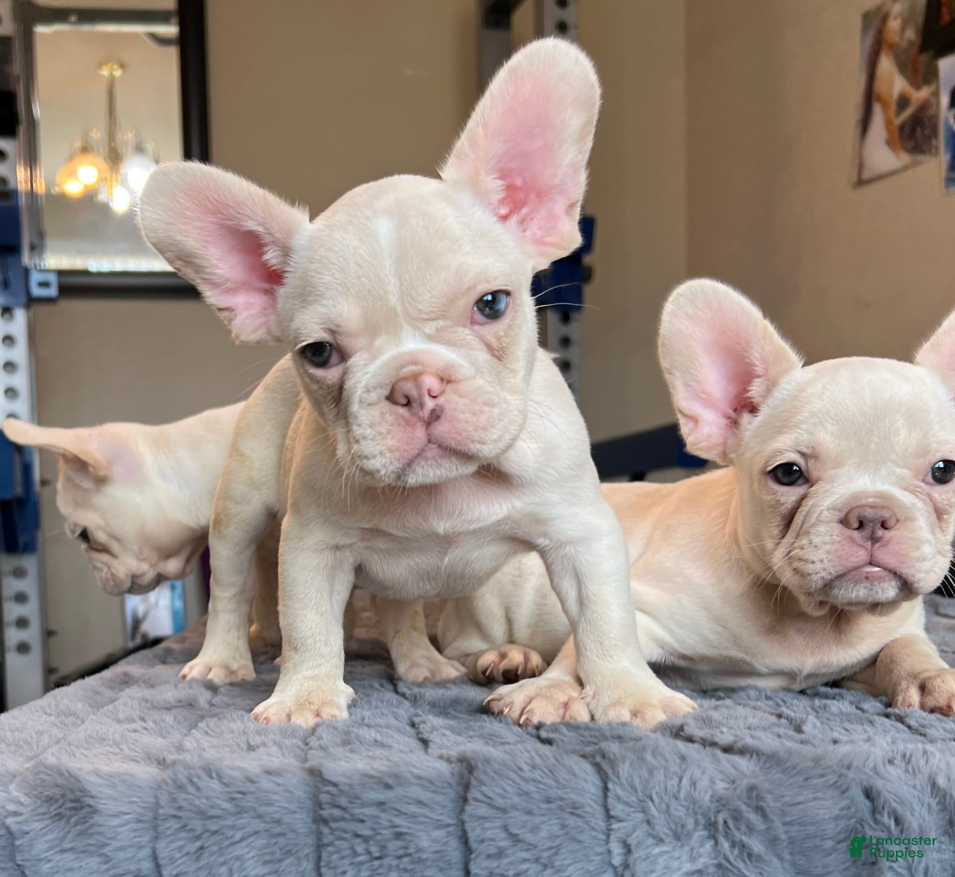 Kennel Club Cheap French Bulldog Puppies Under $1000 Kennel Club