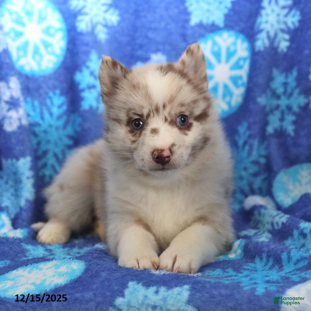 Pomsky dogs for sale: Felicity - Ad 5