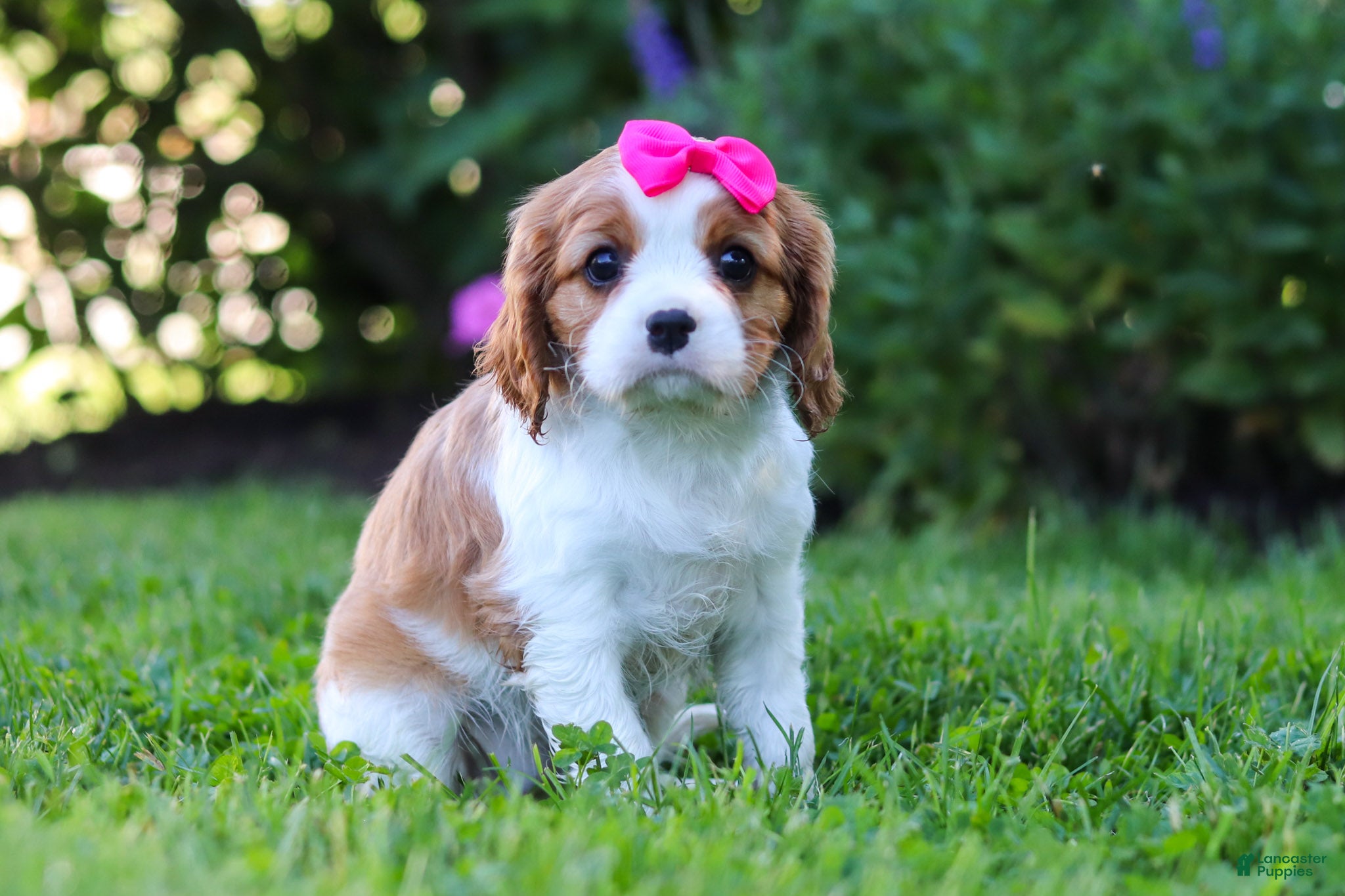 Cavalier King Charles Spaniel dogs for sale: Isabella - Ad 2