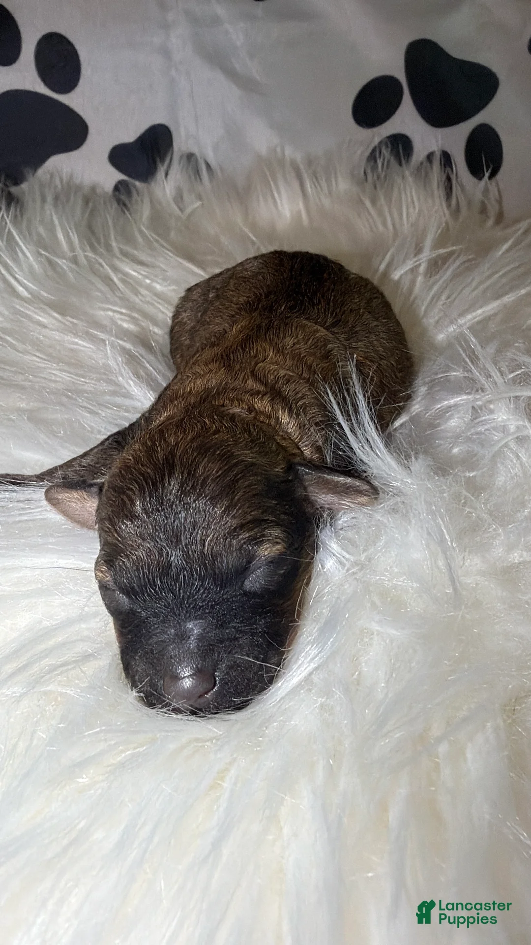 Toy Poodle dogs for sale: Milan  - Ad 1