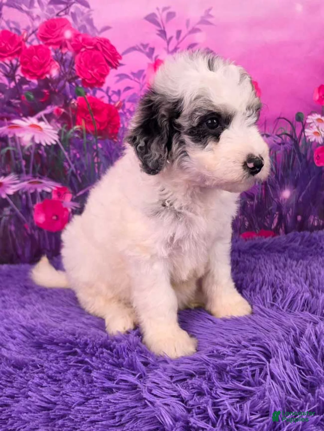 Mini Sheepadoodle dogs for sale: Sally - Ad 2