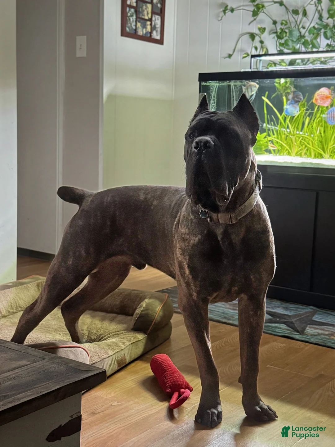 Cane Corso dogs for sale: Cane Corso 1 - Ad 11