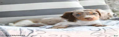 Dobby