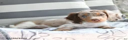Dachshund dogs for sale: Dobby - Ad 1