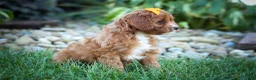 Cavapoo dogs for sale: MAXY - Ad 5