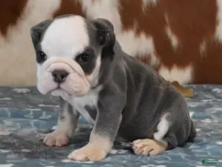 English Bulldog dogs BENJI, BLUE TRI MALE - Ad 10