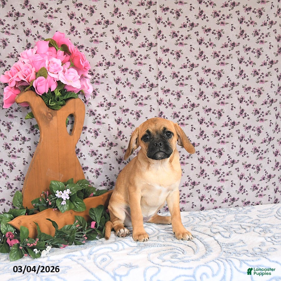 Puggle dogs Karmel - Ad 2