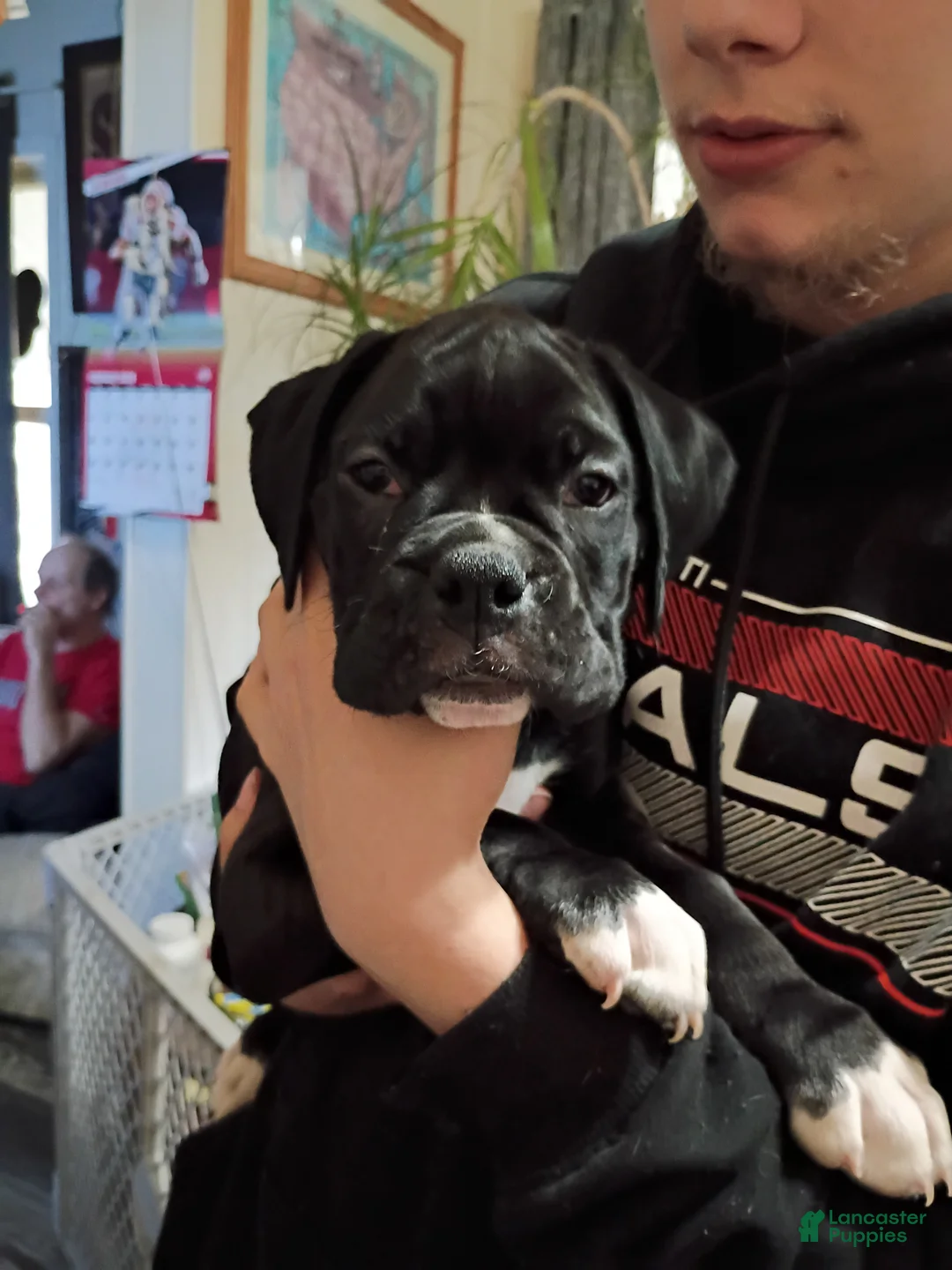 Boxer dogs for sale: Wynter - Ad 1