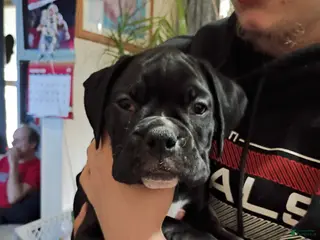 Boxer dogs Wynter - Ad 42