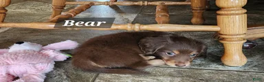 Bear