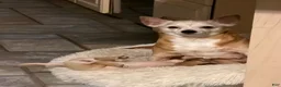 Mixed Breed dogs for sale: Frankie - Ad 13