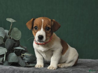 Mixed Breed dogs - Ad 39