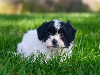 Teddy Bear dogs - Ad 21