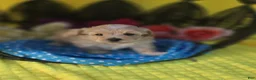 Maltipoo dogs for sale: Gypsy  - Ad 4