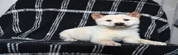 Shiba Inu dogs for sale: Snow  - Ad 9