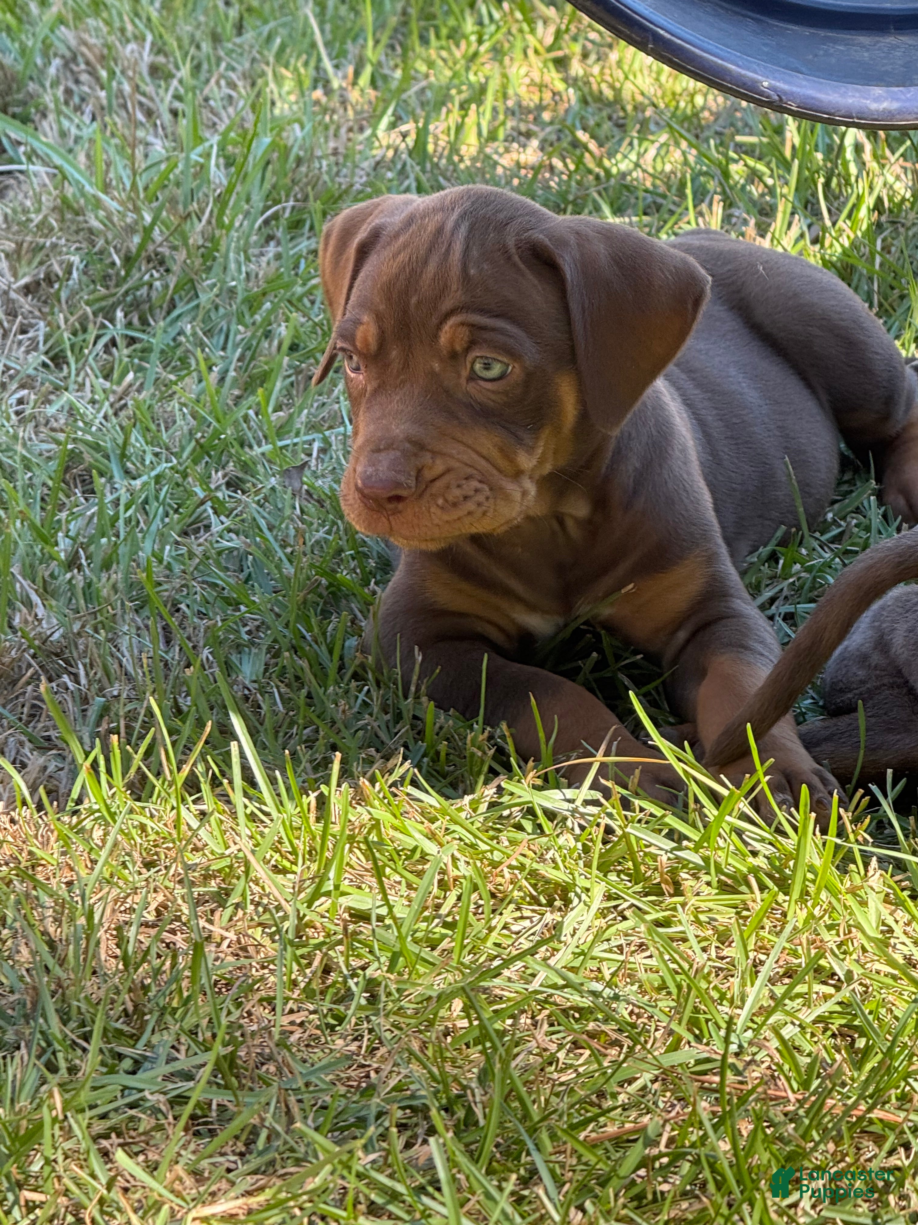 Catahoula Leopard Dog dogs for sale: Smokey - Ad 2