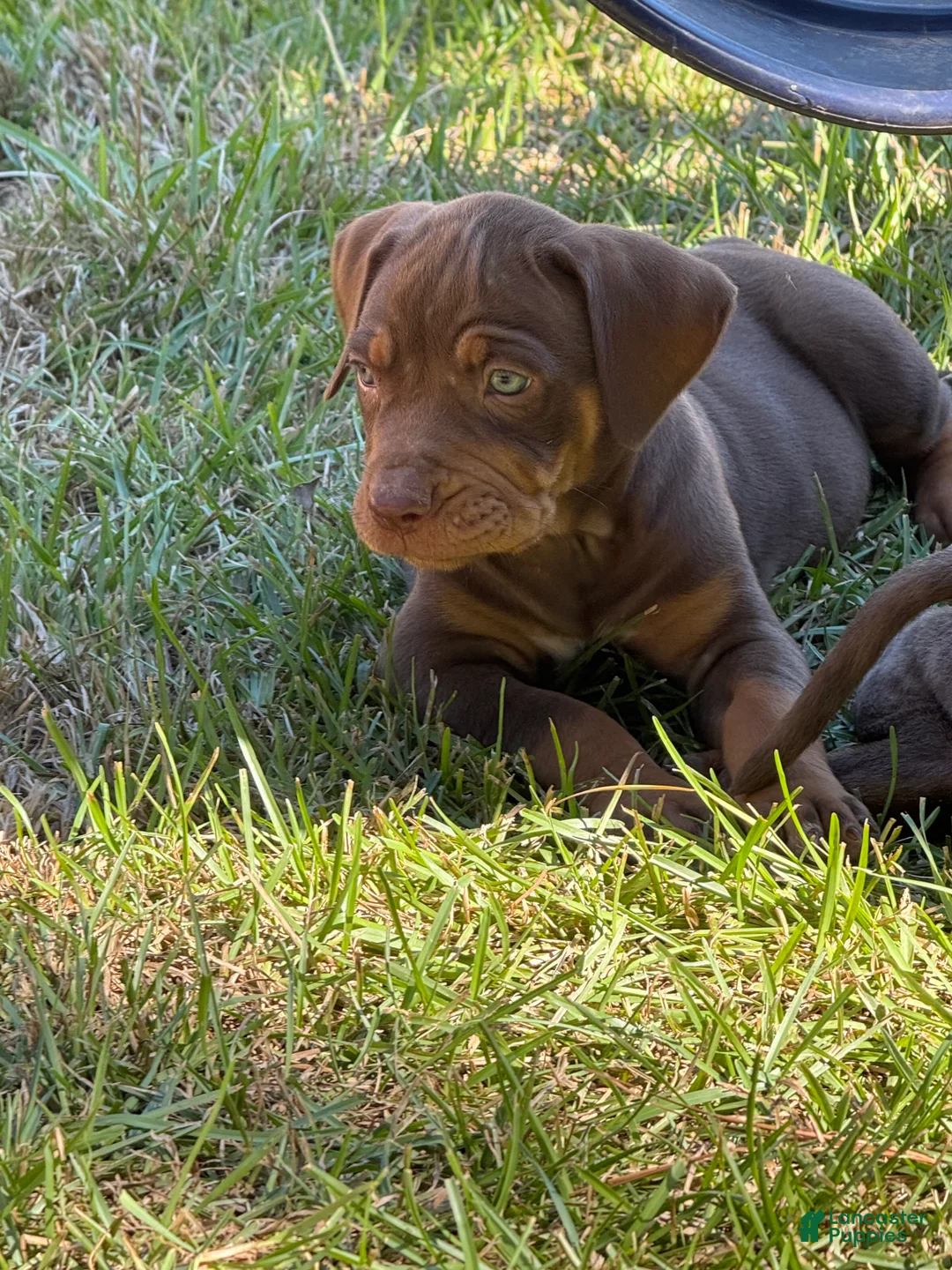 Catahoula Leopard Dog dogs for sale: Smokey - Ad 2