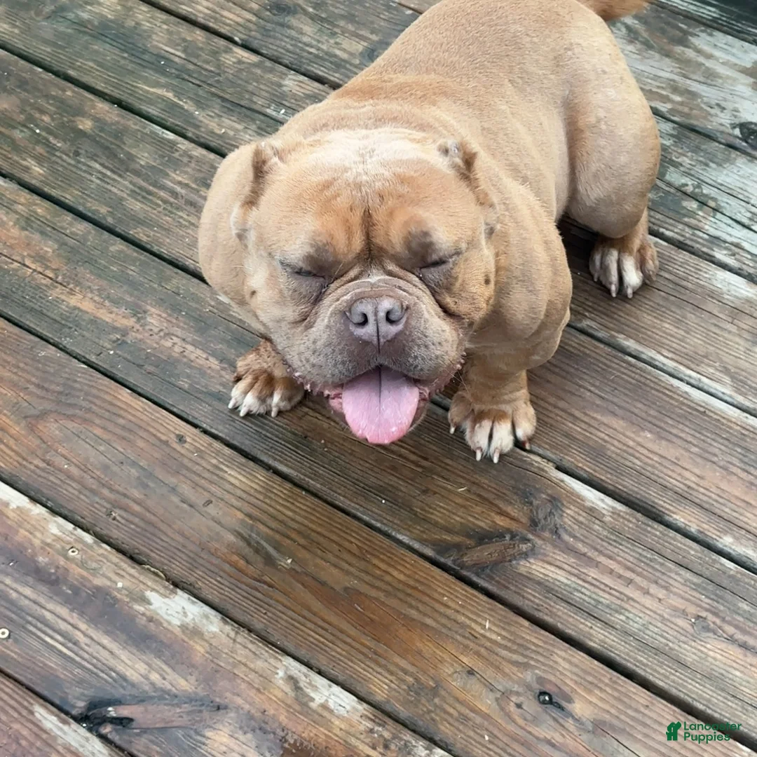 American Bully dogs for sale: Saweetie - Ad 13