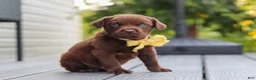 Labrador Retriever dogs for sale: Indigo - Ad 3